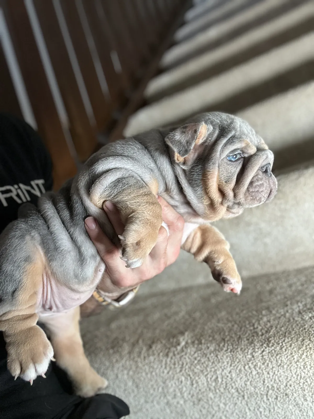 Mini and micro English bulldog puppy at DaBestBulls Ranch