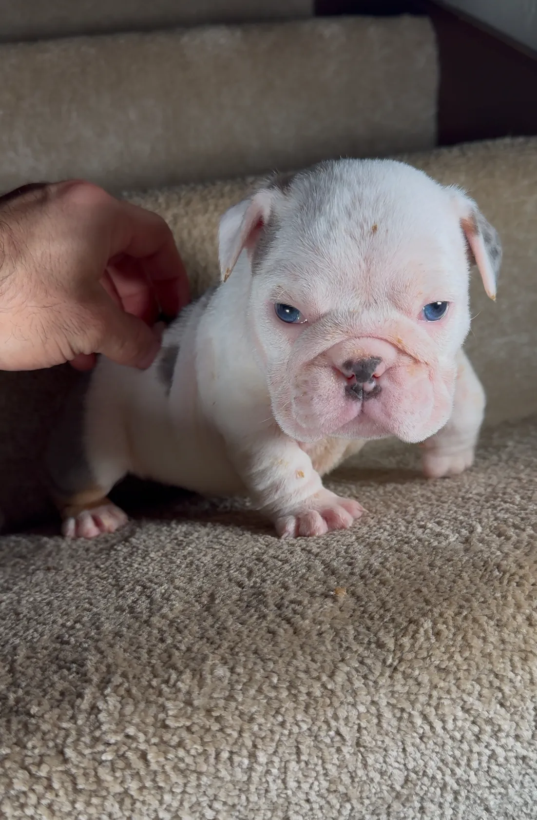 Mini and micro English bulldog puppy at DaBestBulls Ranch