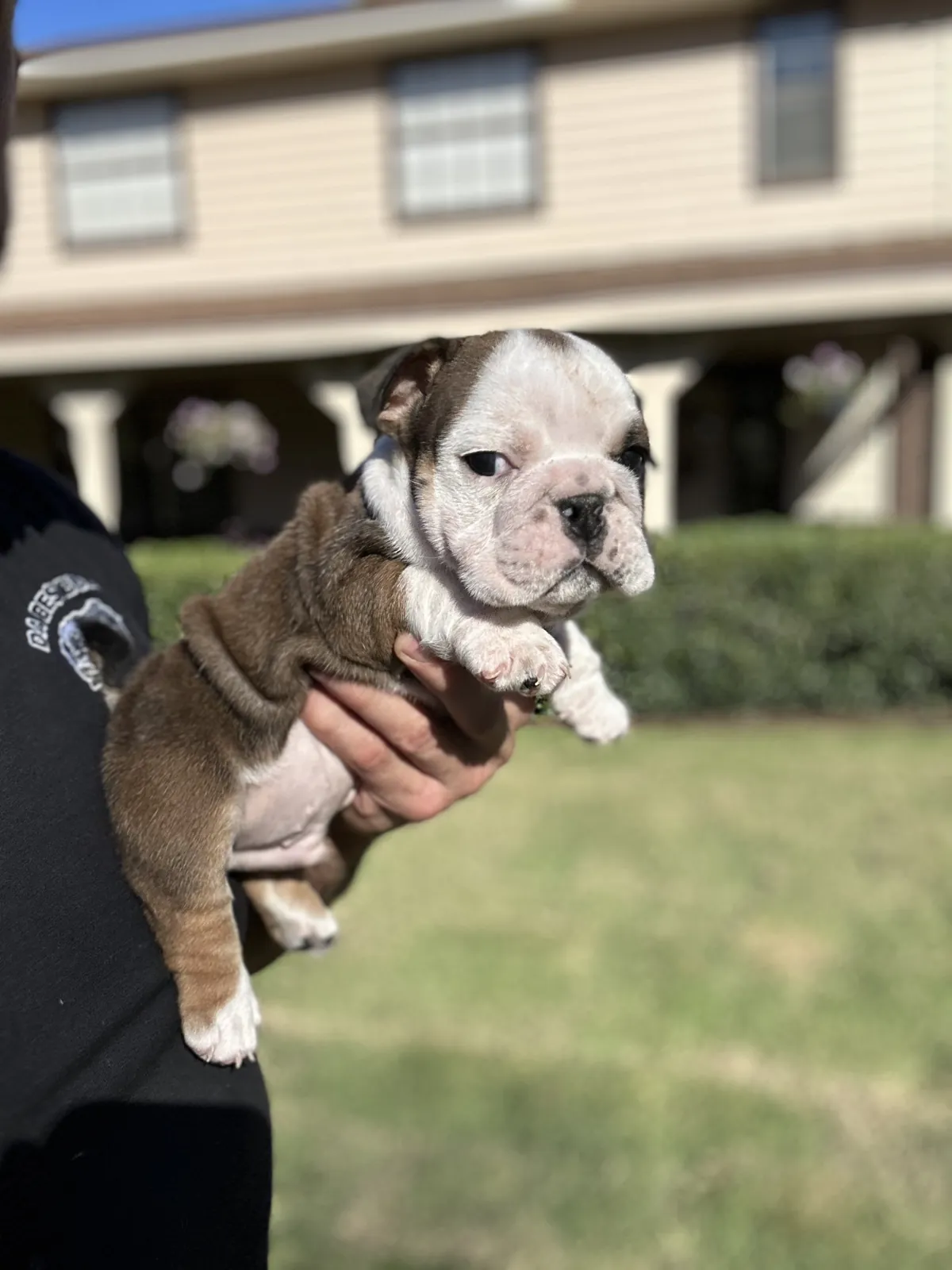 Mini and micro English bulldog puppy at DaBestBulls Ranch