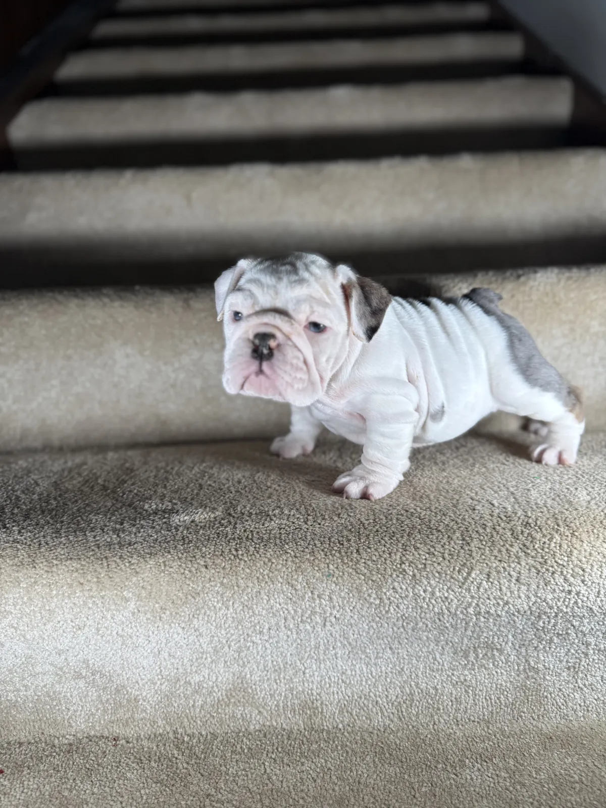 Mini and micro English bulldog puppy at DaBestBulls Ranch