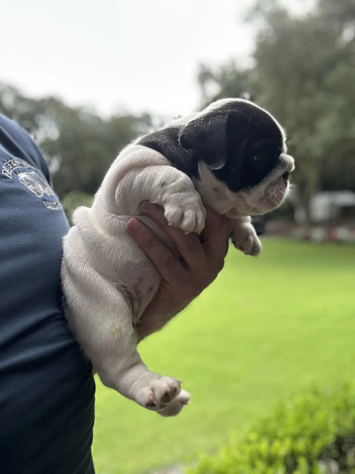 Mini and micro English bulldog puppy at DaBestBulls Ranch