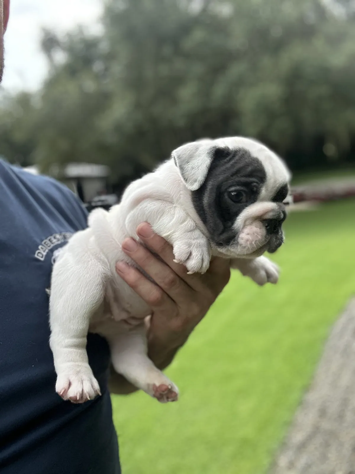 Mini and micro English bulldog puppy at DaBestBulls Ranch