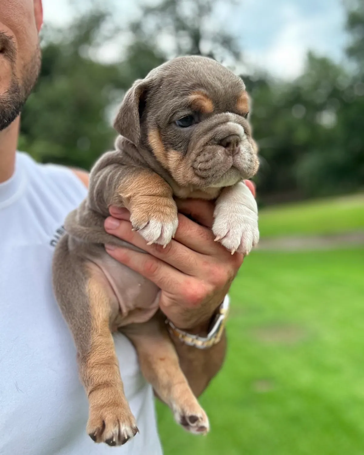 Mini and micro English bulldog puppy at DaBestBulls Ranch