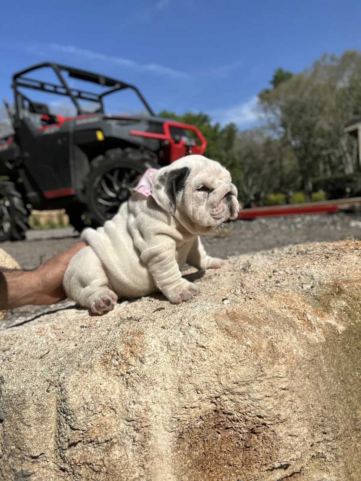 Mini and micro English bulldog puppy at DaBestBulls Ranch