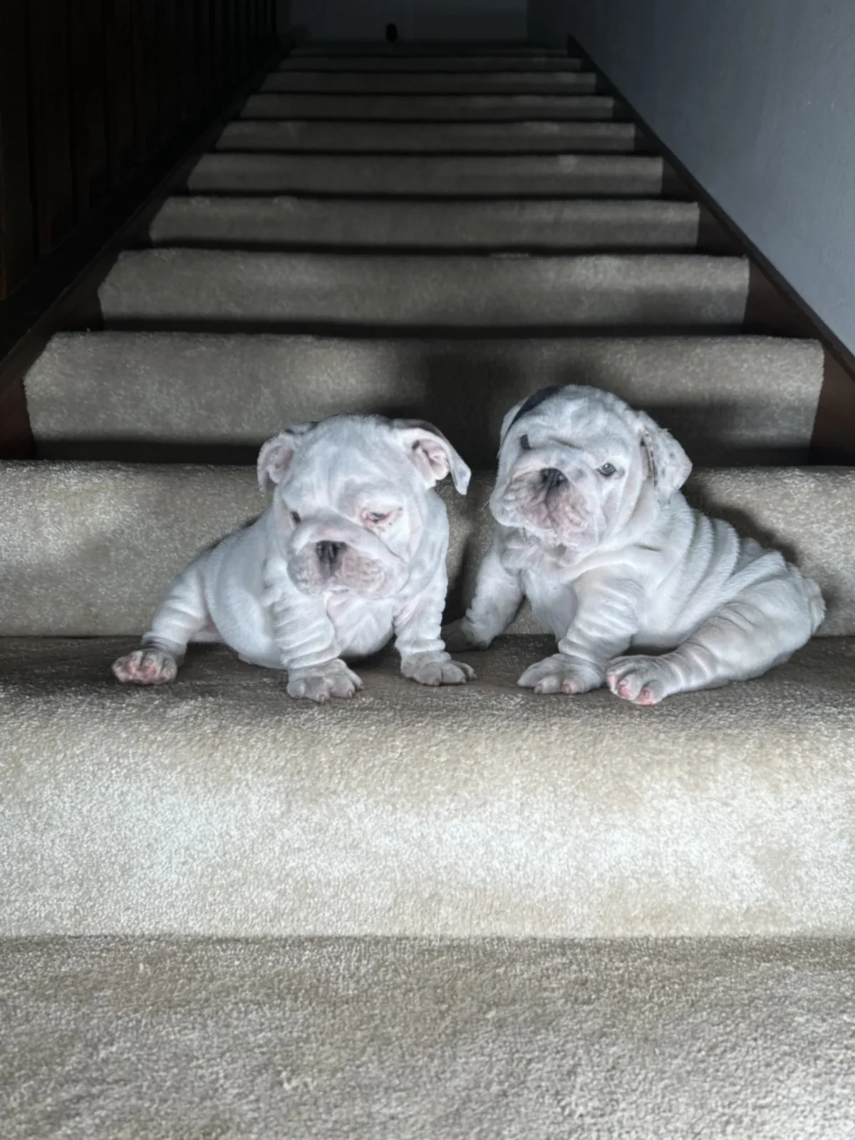 Mini and micro English bulldog puppy at DaBestBulls Ranch