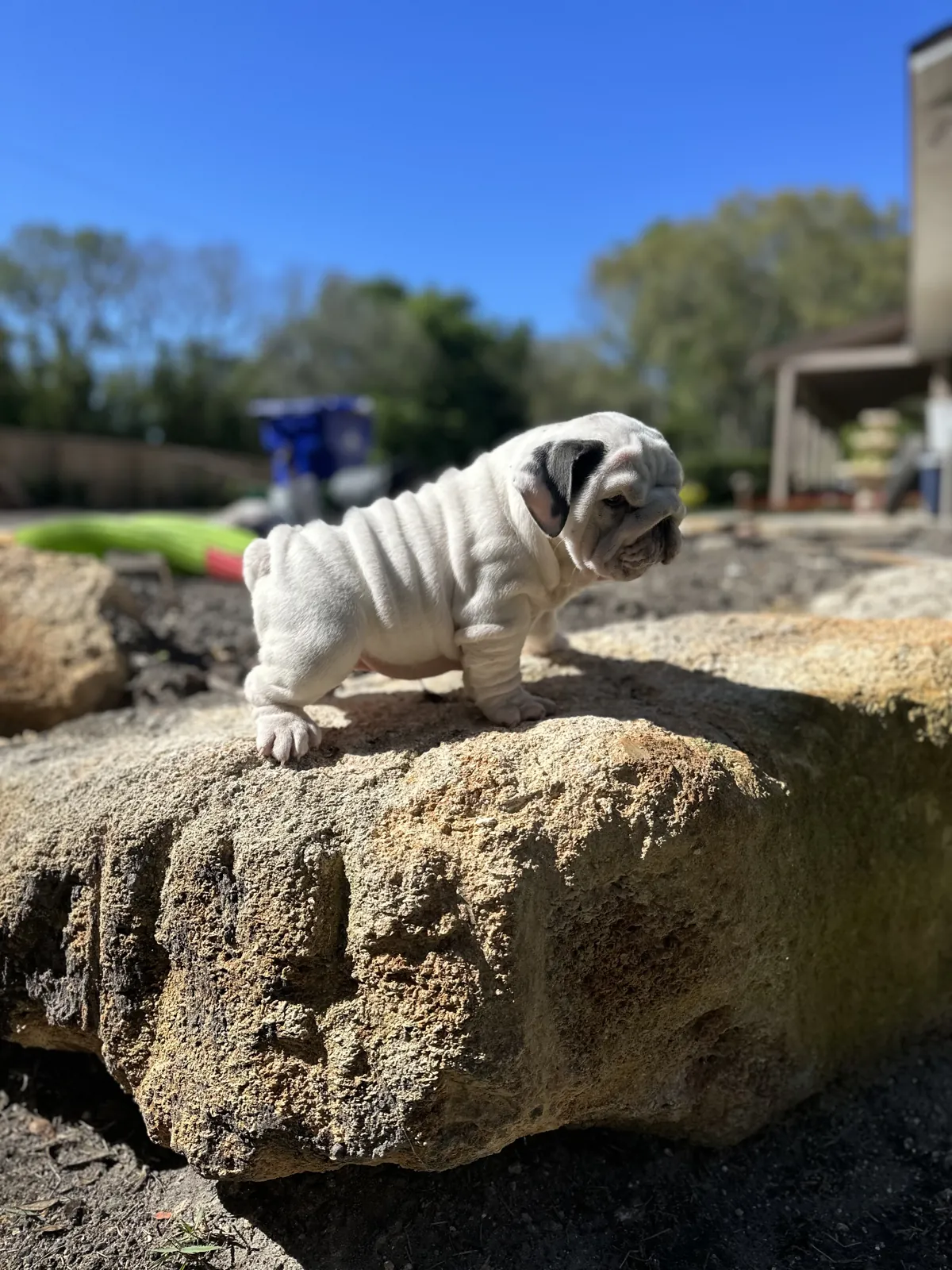 Mini and micro English bulldog puppy at DaBestBulls Ranch