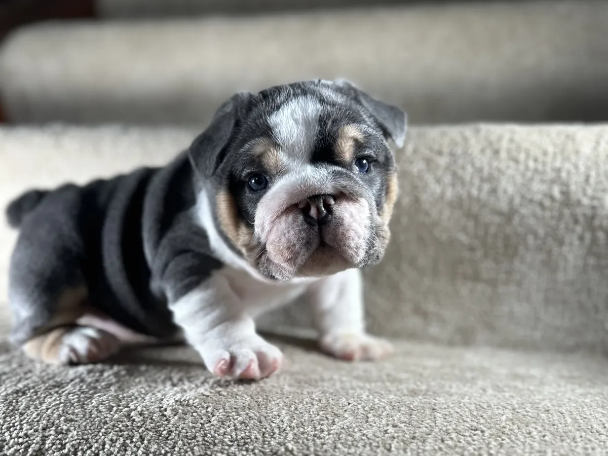A tri-color micro English bulldog puppy standing on a carpeted step