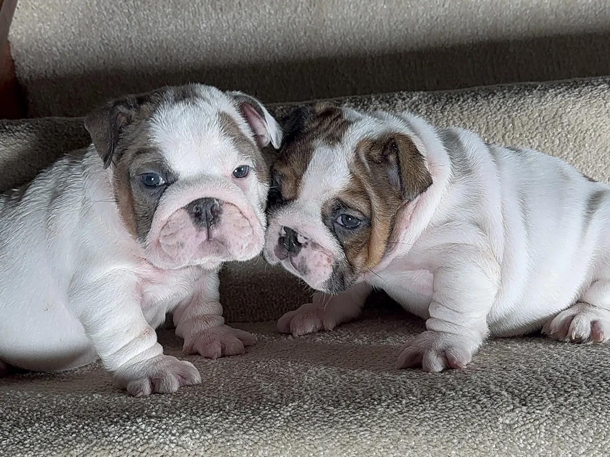 Two white and brindle English bulldog puppies cuddling on carpeted stairs