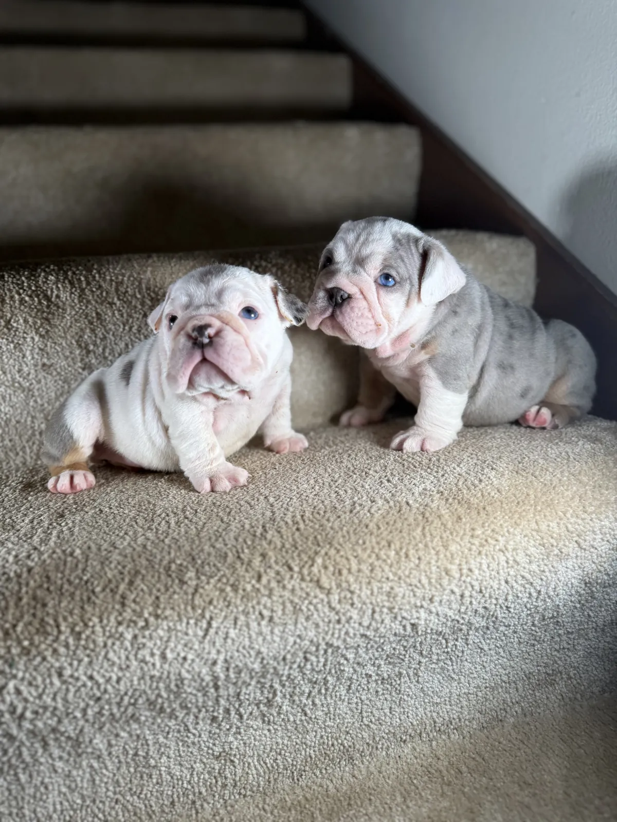 Two micro english bulldog puppies on stairs