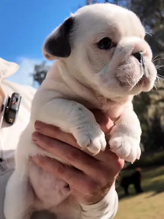What Should a Good Bulldog Puppy Look Like?