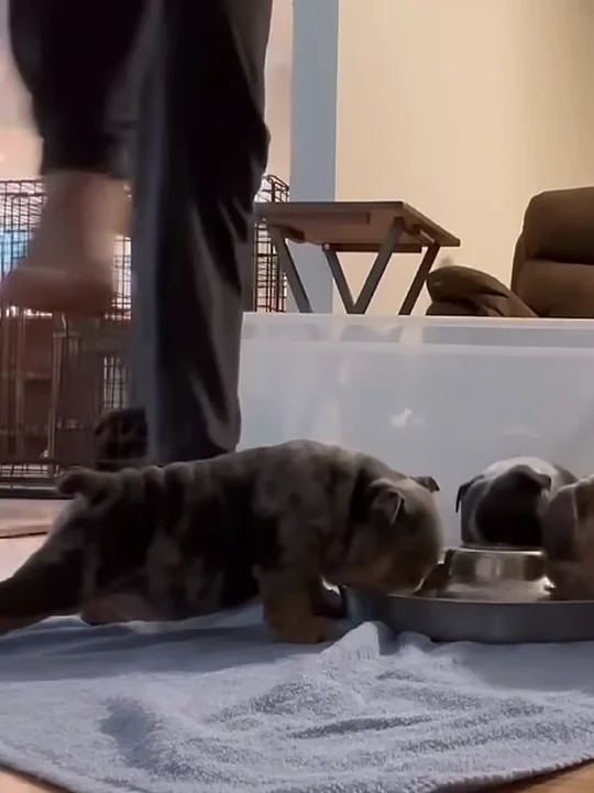 Puppies: starting on mush