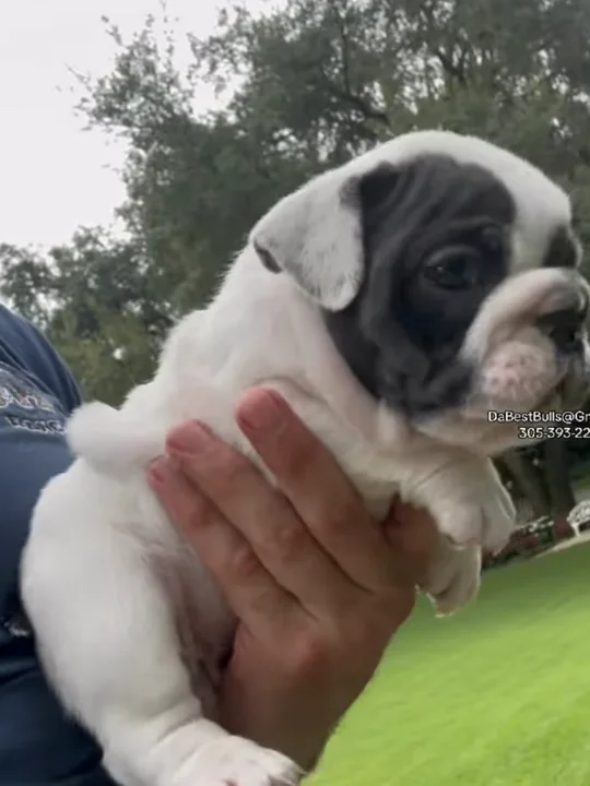 Why I handle puppies even when they don't like it