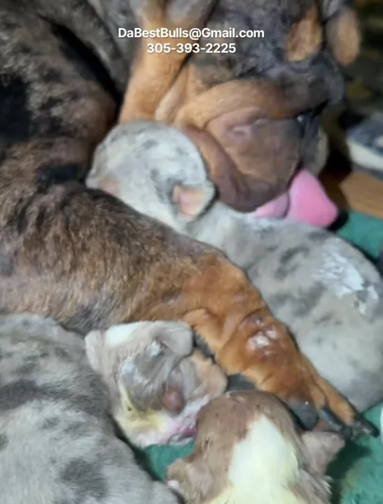 Meet DaNite, the mom of this litter