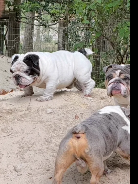Do bulldogs bark?