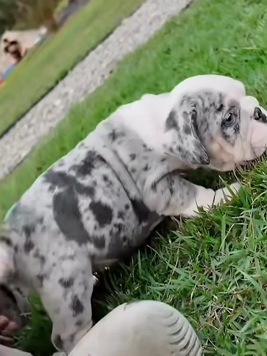 Puppies: as much as they're comfortable doing