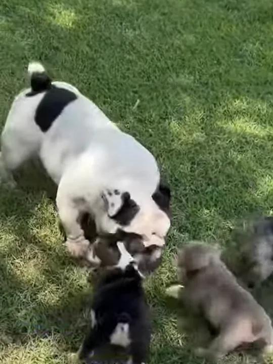 Five bulldog myths