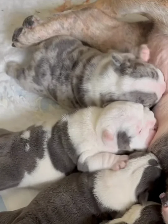 Are bulldogs good apartment dogs?