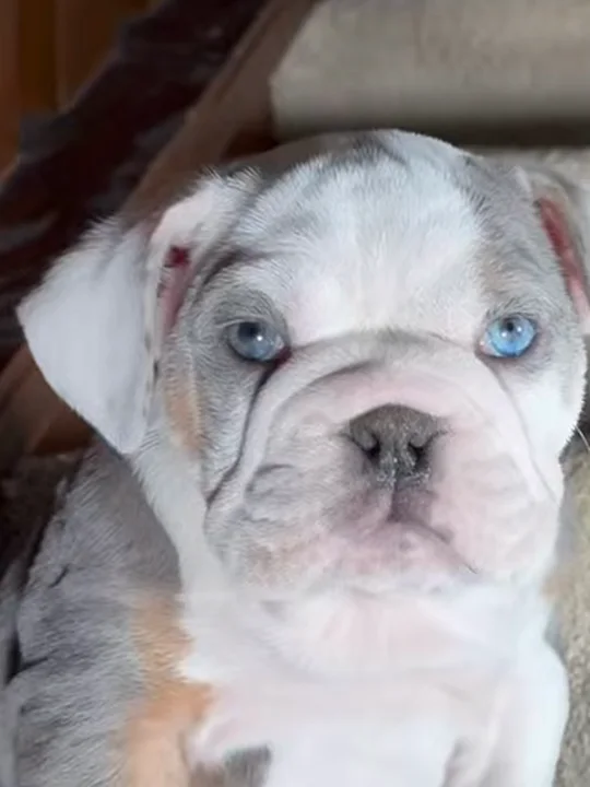 How Big Do English Bulldogs Get?