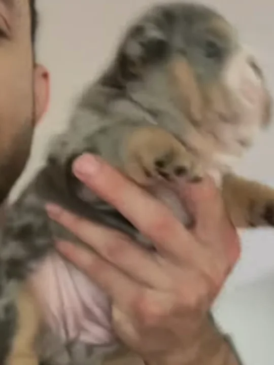 What a good breeder is