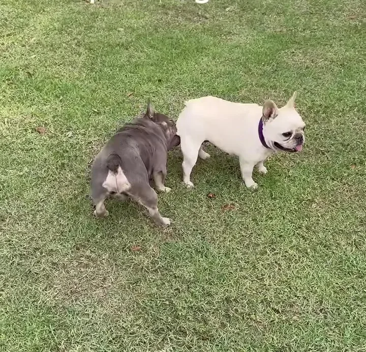 Why we have a Frenchie: to compare