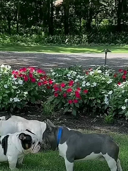 "That's not a micro, that's a big Frenchie"