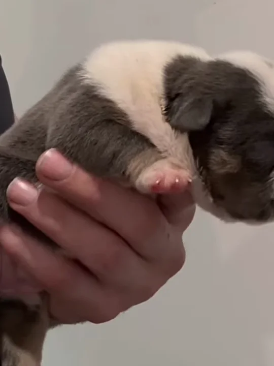 The newborn stage: 0 to 3 weeks