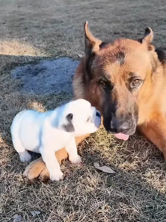 Socializing with big dogs