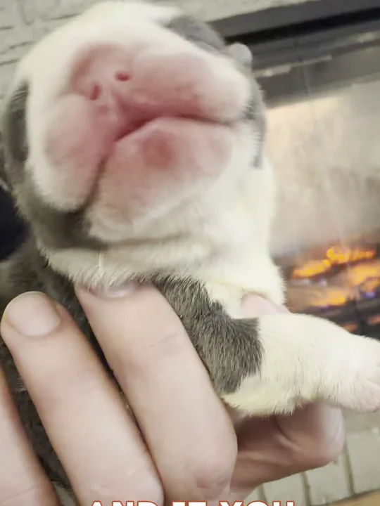 Three days old
