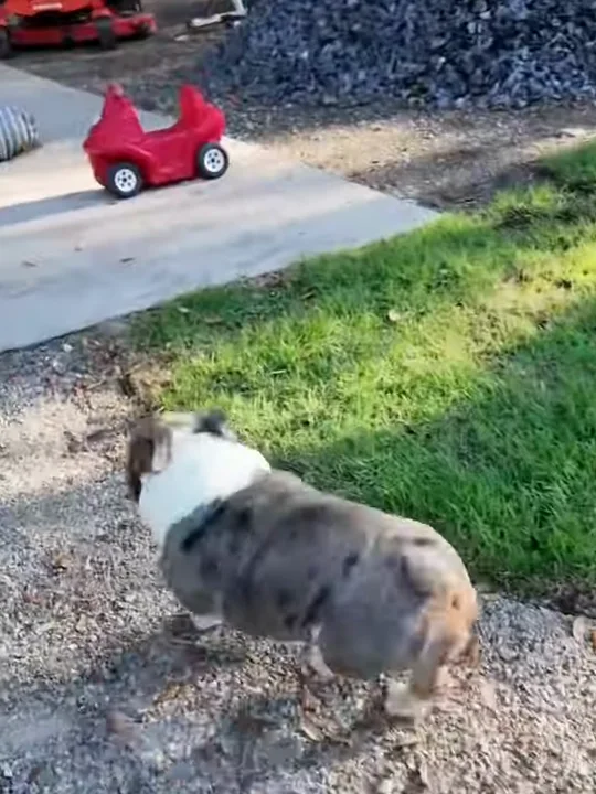 Should I Get One Bulldog or Two?
