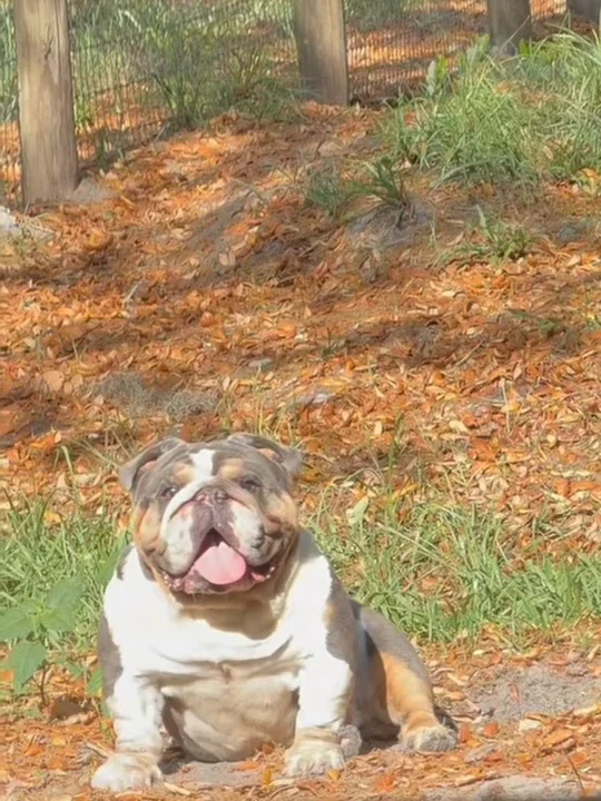 Three myths about mini bulldogs