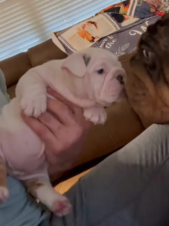 How Do I Avoid Bulldog Puppy Scams?