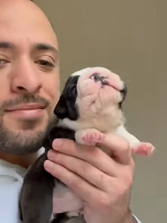 What Are Newborn Bulldog Puppies Like, and How Are They Raised?