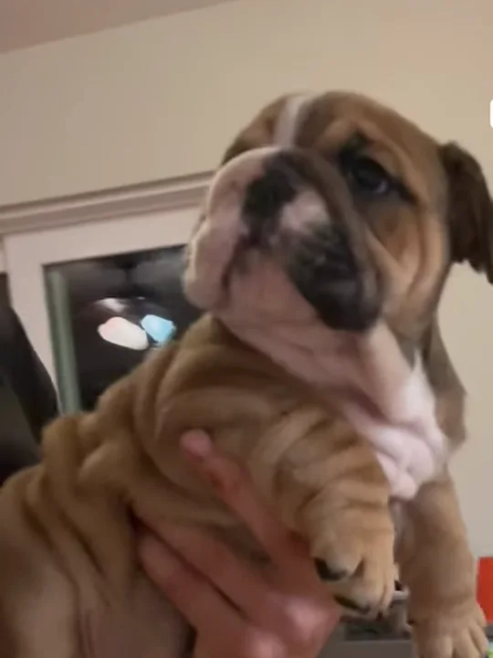 Why the puppy isn't the most important part