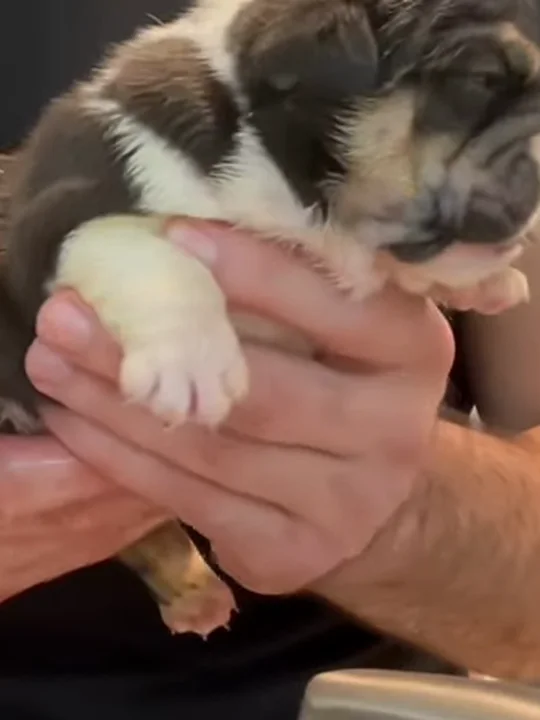 How Do I Bathe and Clean a Bulldog Puppy?