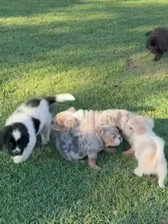 The worst first question to ask a breeder