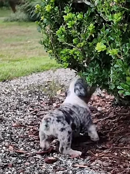 Are bulldogs good with other dogs and cats?
