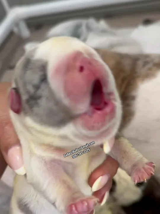 Just born: DaMilkMan's newest litter