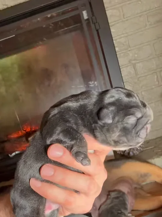 The best age to bring a puppy home: 8 to 12 weeks