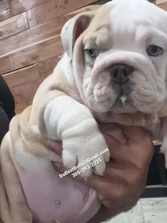 A King Escobar son at 9½ weeks