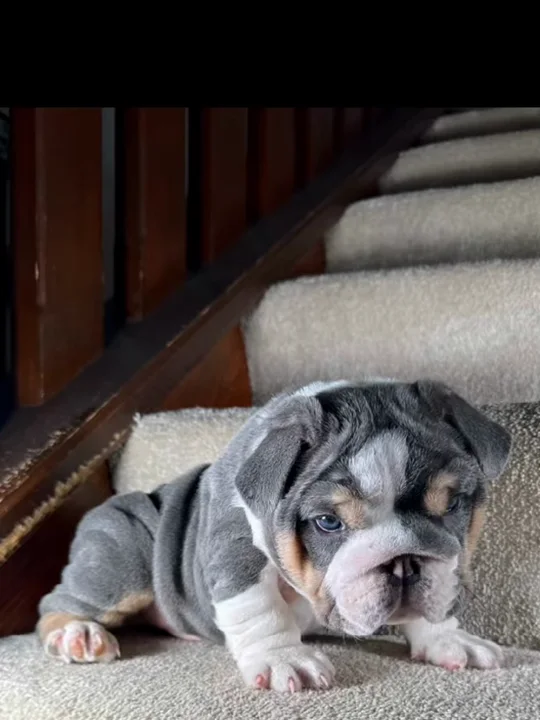 Can a Bulldog With Cherry Eye or an Underbite Be Bred?