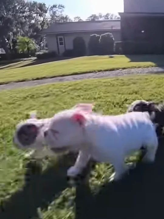 Why Are English Bulldog Puppies So Expensive?