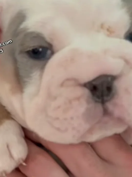 What Should I Feed My English Bulldog?