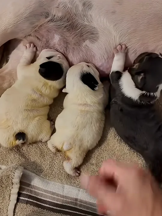 The first two weeks: no whelping box, never alone with mom