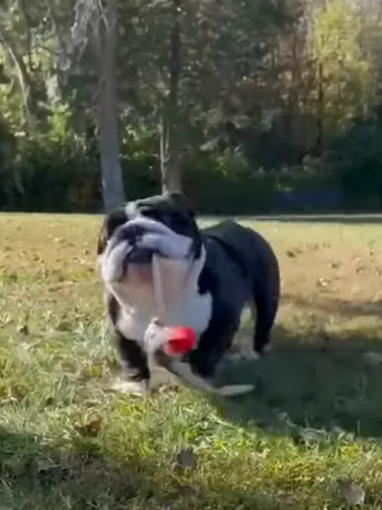 Myths about bulldogs