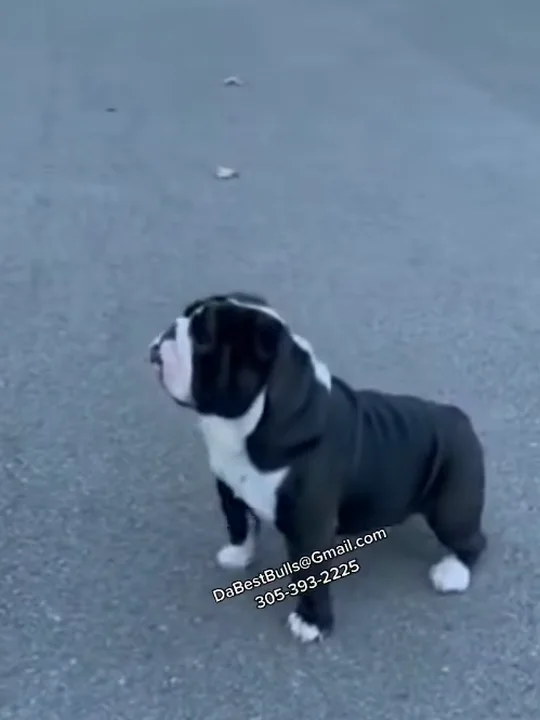 Why Does the Stud Matter So Much for the Puppies?