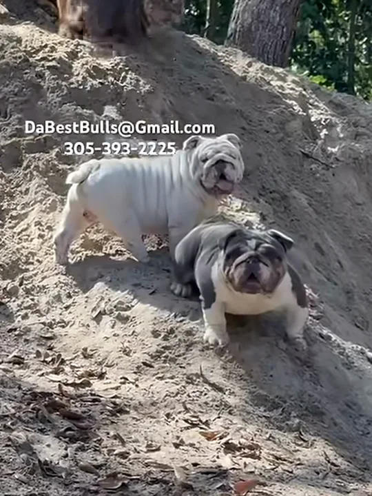 Are English Bulldogs Playful and Athletic?