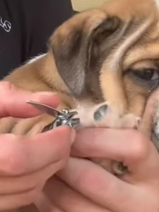 How Do I Trim My Bulldog Puppy's Nails?