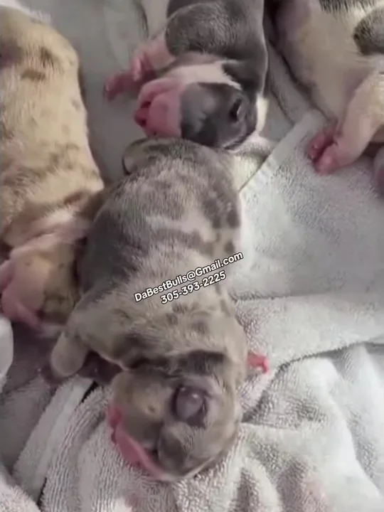 C-section puppies need help at first