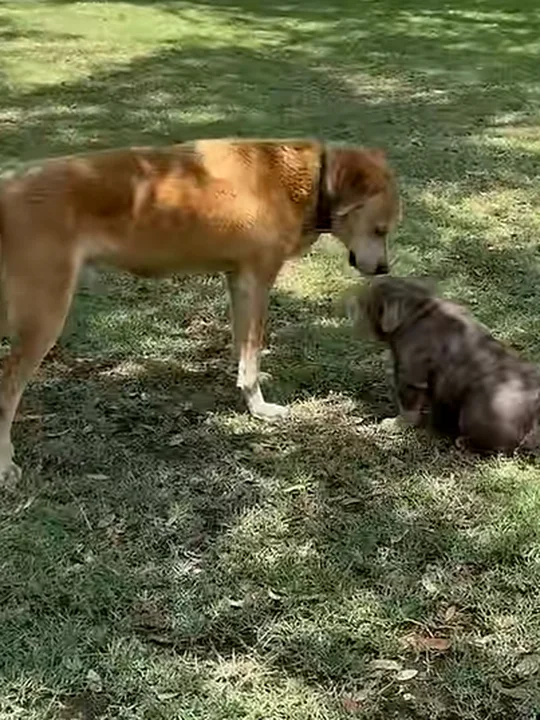 Full-grown micro, next to a Frenchie