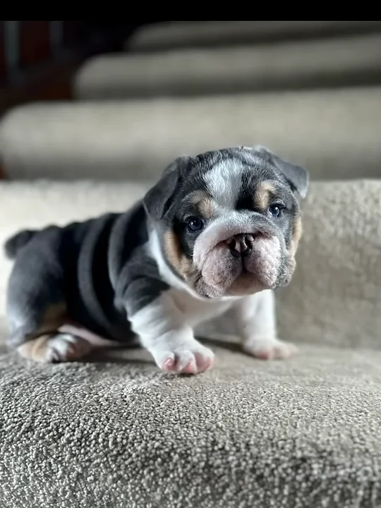 Five truths most puppy buyers miss